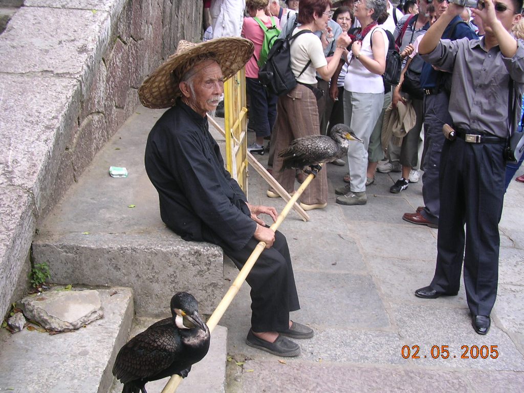 Pescatore con cormorani - Fisherman with cormorants